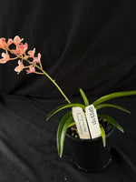 Flowered select Sarcochilus SP23/151