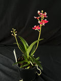Flowered select Sarcochilus SP23/153