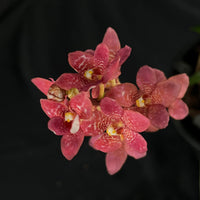 Flowered select Sarcochilus SP23/154