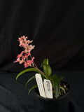 Flowered select Sarcochilus SP23/154