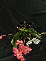 Flowered select Sarcochilus SP23/154