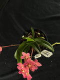 Flowered select Sarcochilus SP23/154