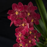 Flowered select Sarcochilus SP23/155