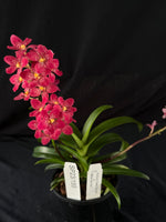 Flowered select Sarcochilus SP23/155