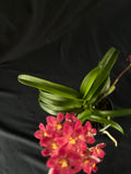 Flowered select Sarcochilus SP23/155