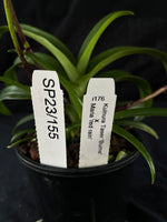 Flowered select Sarcochilus SP23/155