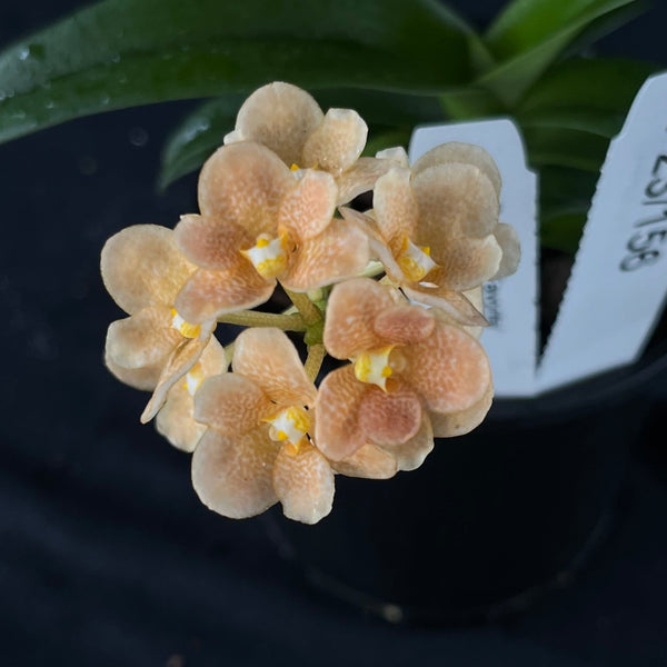 Flowered select Sarcochilus SP23/156