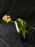 Flowered select Sarcochilus SP23/156