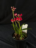 Flowered select Sarcochilus SP23/157