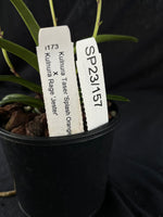 Flowered select Sarcochilus SP23/157