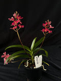 Flowered select Sarcochilus SP23/158