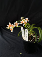 Flowered select Sarcochilus SP23/159