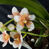 Flowered select Sarcochilus SP23/159