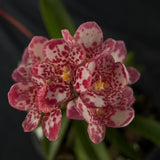 Flowered select Sarcochilus SP23/160