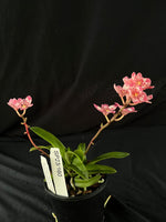 Flowered select Sarcochilus SP23/160