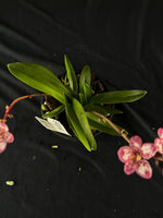 Flowered select Sarcochilus SP23/160