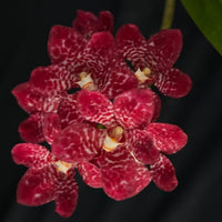 Flowered select Sarcochilus SP23/161