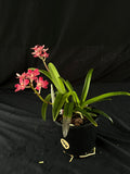 Flowered select Sarcochilus SP23/161