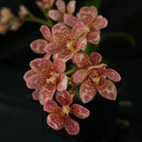 Flowered select Sarcochilus SP23/163