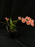 Flowered select Sarcochilus SP23/163