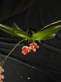 Flowered select Sarcochilus SP23/163