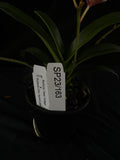 Flowered select Sarcochilus SP23/163