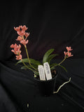 Flowered select Sarcochilus SP23/166