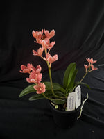 Flowered select Sarcochilus SP23/166