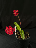 Flowered select Sarcochilus SP23/167
