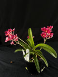 Flowered select Sarcochilus SP23/168