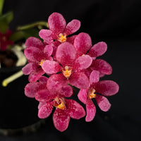 Flowered select Sarcochilus SP23/169