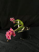 Flowered select Sarcochilus SP23/169