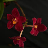 Flowered select Sarcochilus SP23/170