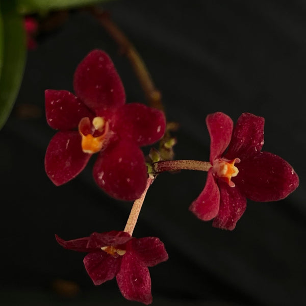 Flowered select Sarcochilus SP23/170