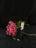 Flowered select Sarcochilus SP23/171