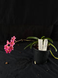 Flowered select Sarcochilus SP23/171