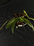 Flowered select Sarcochilus SP23/171