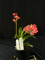 Flowered select Sarcochilus SP23/172