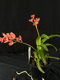 Flowered select Sarcochilus SP23/172