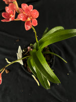 Flowered select Sarcochilus SP23/172