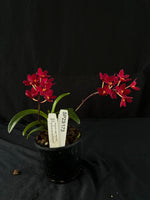 Flowered select Sarcochilus SP23/173