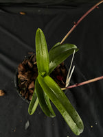 Flowered select Sarcochilus SP23/173