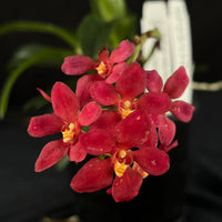 Flowered select Sarcochilus SP23/174