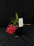 Flowered select Sarcochilus SP23/174