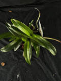 Flowered select Sarcochilus SP23/174