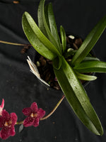Flowered select Sarcochilus SP23/176