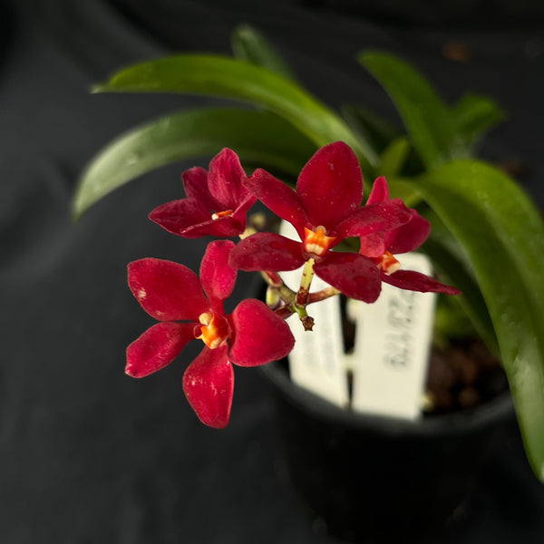 Flowered select Sarcochilus SP23/179