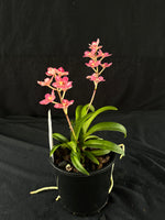 Flowered select Sarcochilus SP23/180