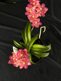 Flowered select Sarcochilus SP23/180