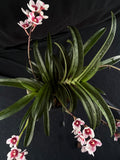 Flowered select Sarcochilus SP23/181